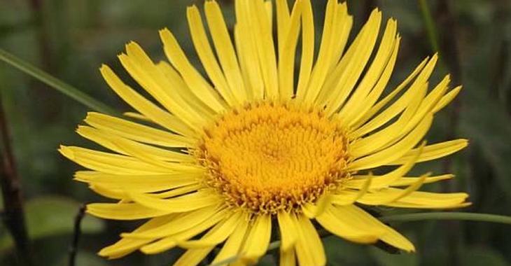 Inula hirta
